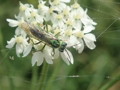 Tenthredo olivacea
