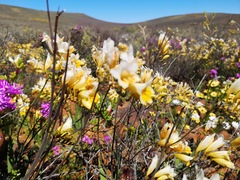 Freesia occidentalis
