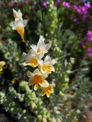 Freesia occidentalis