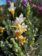 Freesia occidentalis
