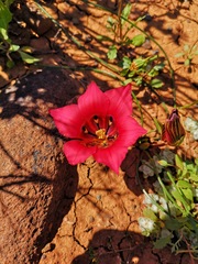 Romulea monadelpha