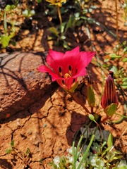 Romulea monadelpha