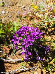 Lapeirousia oreogena