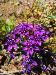 Lapeirousia oreogena