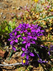 Lapeirousia oreogena