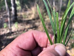 Scleria mackaviensis