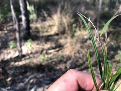 Scleria mackaviensis