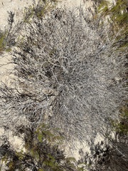 Errazurizia benthamii