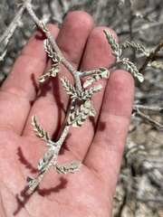 Errazurizia benthamii