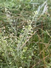 Capsella bursa-pastoris