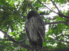 Nycticorax nycticorax