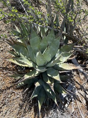 Agave vizcainoensis