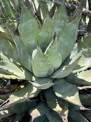 Agave vizcainoensis