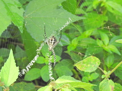 Argiope
