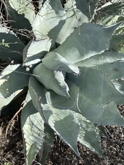 Agave vizcainoensis