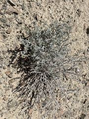 Errazurizia benthamii