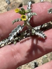 Errazurizia benthamii