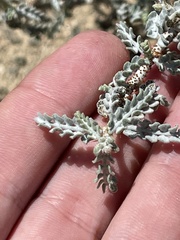 Errazurizia benthamii