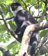 Allochrocebus lhoesti