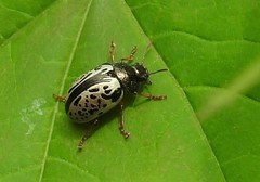 Calligrapha vicina