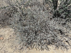 Errazurizia benthamii