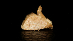 Ceratonema retractatum