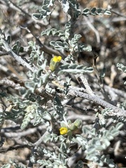 Errazurizia benthamii