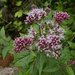 Hemp Agrimony - Photo (c) Massimo Tabone, some rights reserved (CC BY-NC), uploaded by Massimo Tabone
