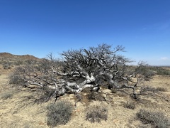 Pachycormus discolor