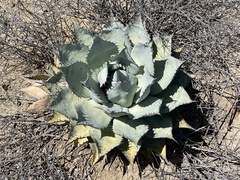 Agave vizcainoensis