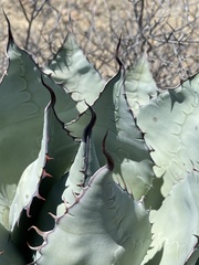 Agave vizcainoensis