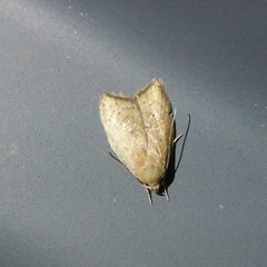 Euchaetis cryptorrhoda