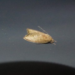 Euchaetis cryptorrhoda
