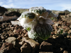 Eriophyton wallichii
