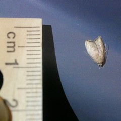 Euchaetis cryptorrhoda