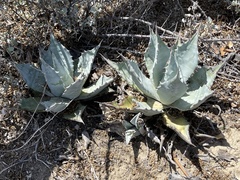 Agave vizcainoensis