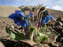 Meconopsis