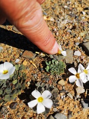 Oxalis annae