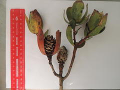 Leucadendron discolor