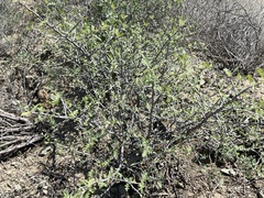 Pachycormus discolor