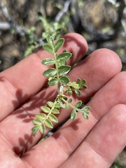 Pachycormus discolor