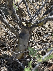 Pachycormus discolor