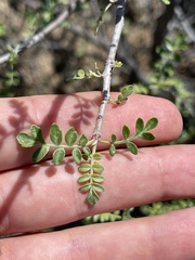 Pachycormus discolor