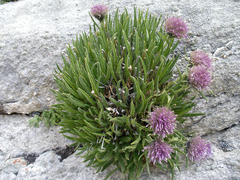 Saussurea schlagintweitii