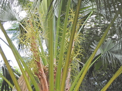 Livistona chinensis