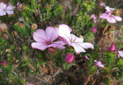 Acmadenia tetragona