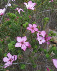 Acmadenia tetragona