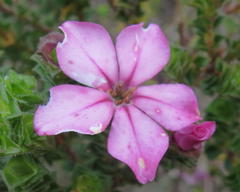 Acmadenia tetragona