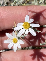 Nicolletia trifida