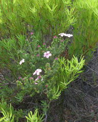 Acmadenia tetragona